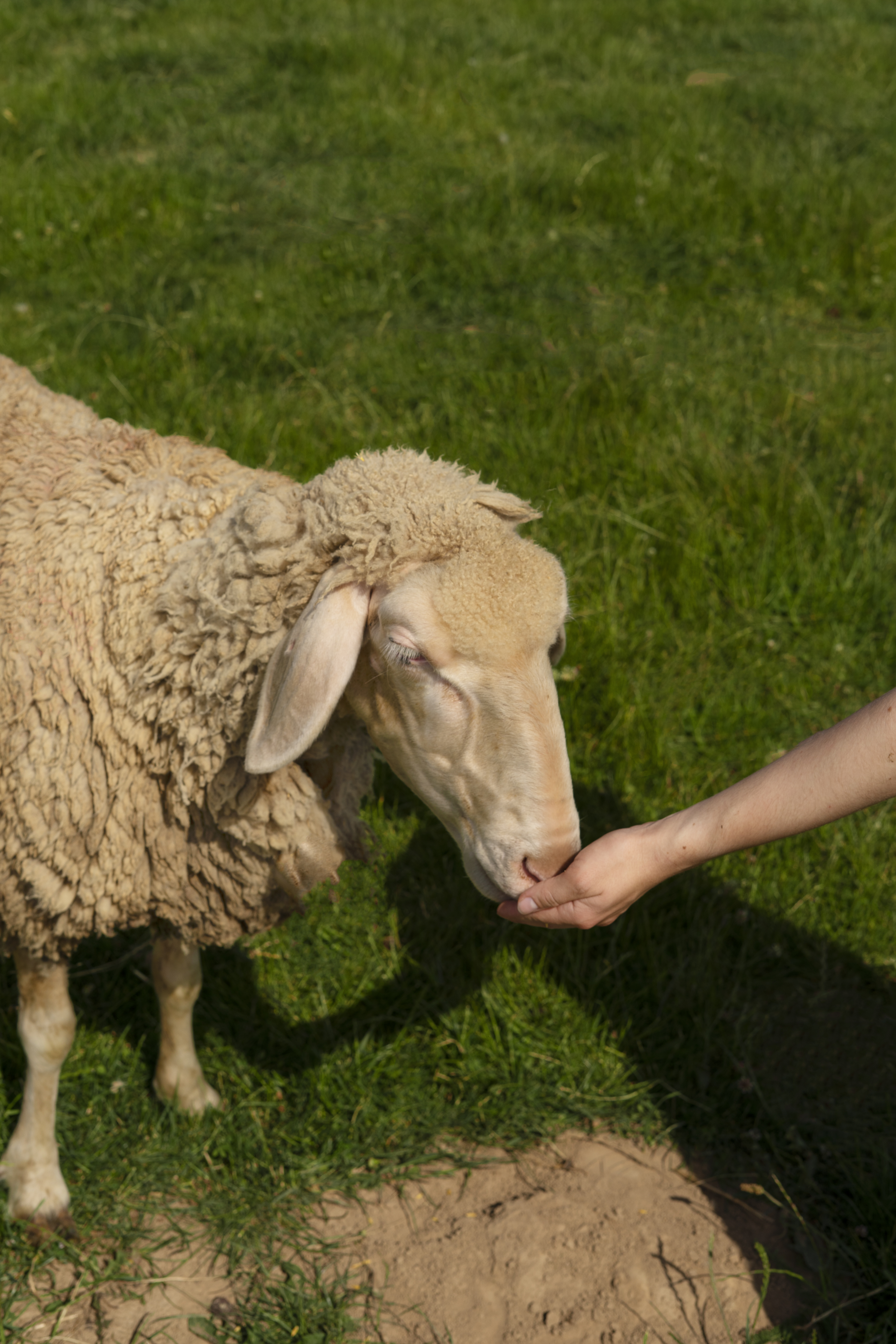 Feeding to Sheep